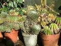 Cactus pots